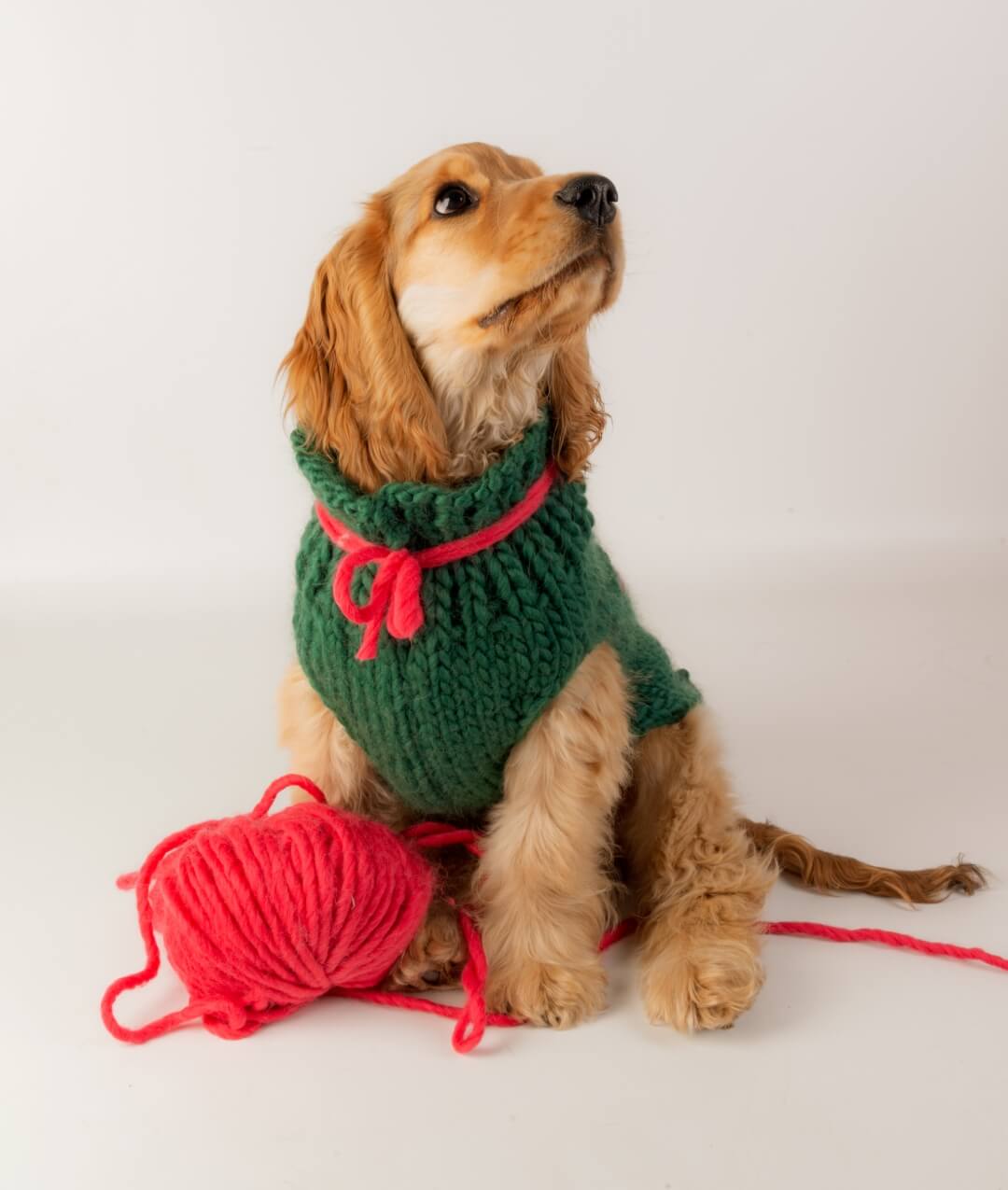 BRUNO DOG COAT - FREE PATTERN