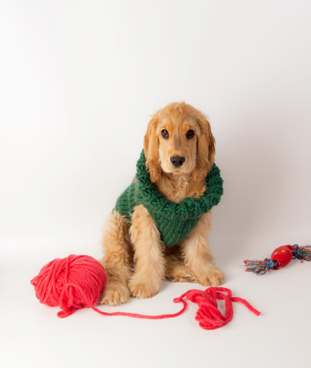 BRUNO DOG COAT - FREE PATTERN